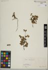 Foto von Salix herbacea L.